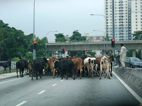 haPpY HaPpY: Holy Cow! Cows in Kuala Lumpur City
