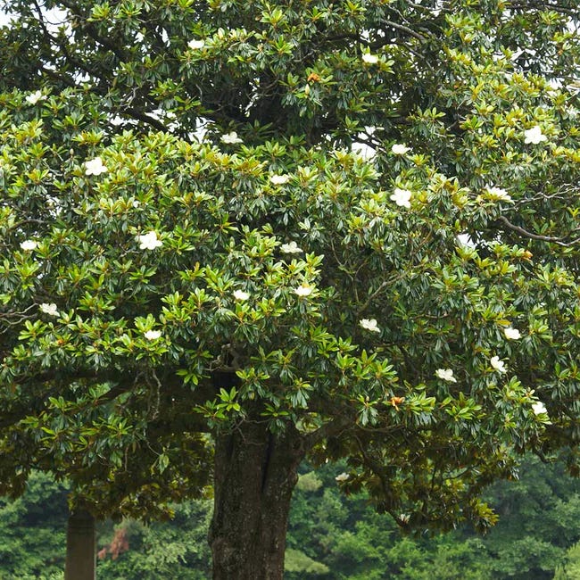 A southern magnolia (Magnolia grandiflora) in full bloom. The blooms are large and white. 