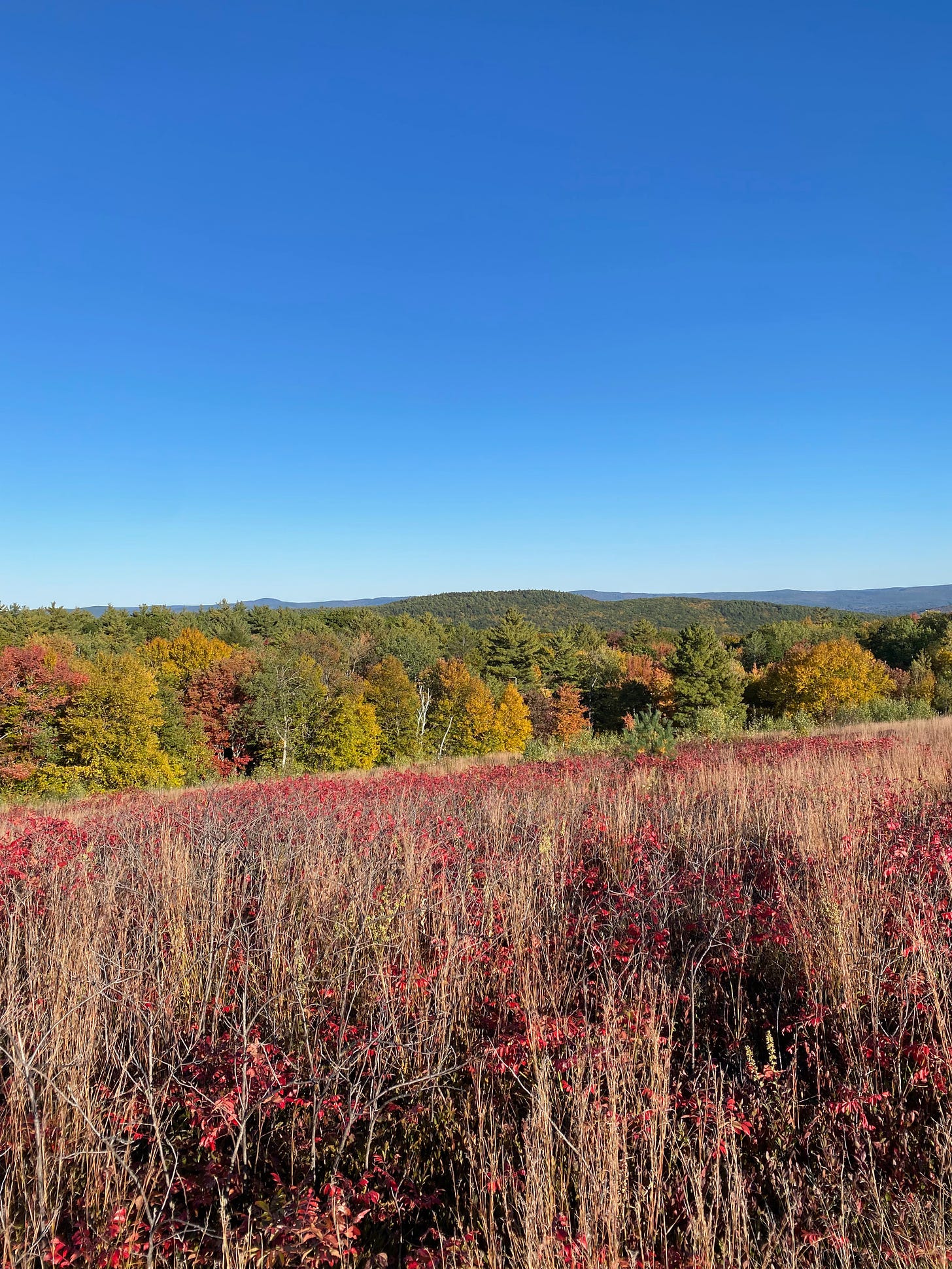View of a meadow on a ridgetop full of red and brown grasses, hills full of red, gold, and green trees, and a bright blue sky.