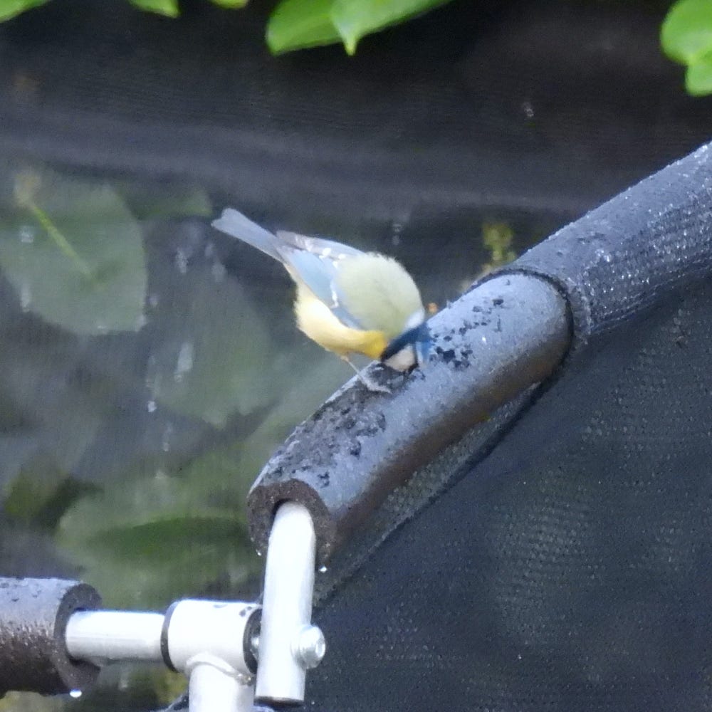 Blue Tit pulling at foam protector on trampoline