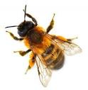 Image result for mason bee images