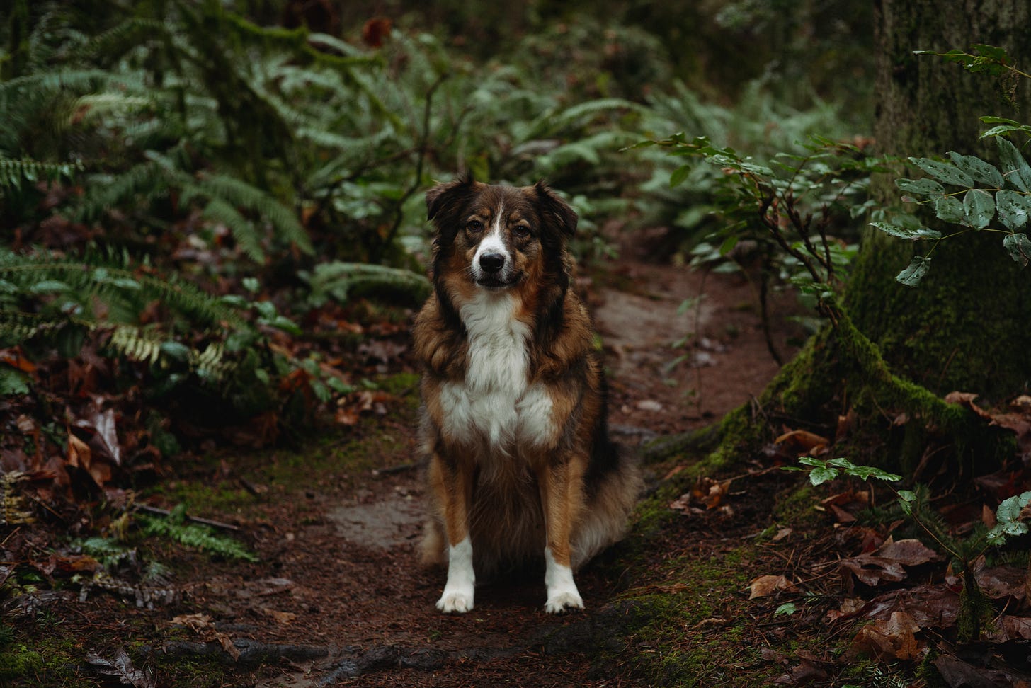 my dog lennie in the middle of the frame and trail within seward park, a nature park in seattle. she's looking sternly and frustrated we stopped for photos.