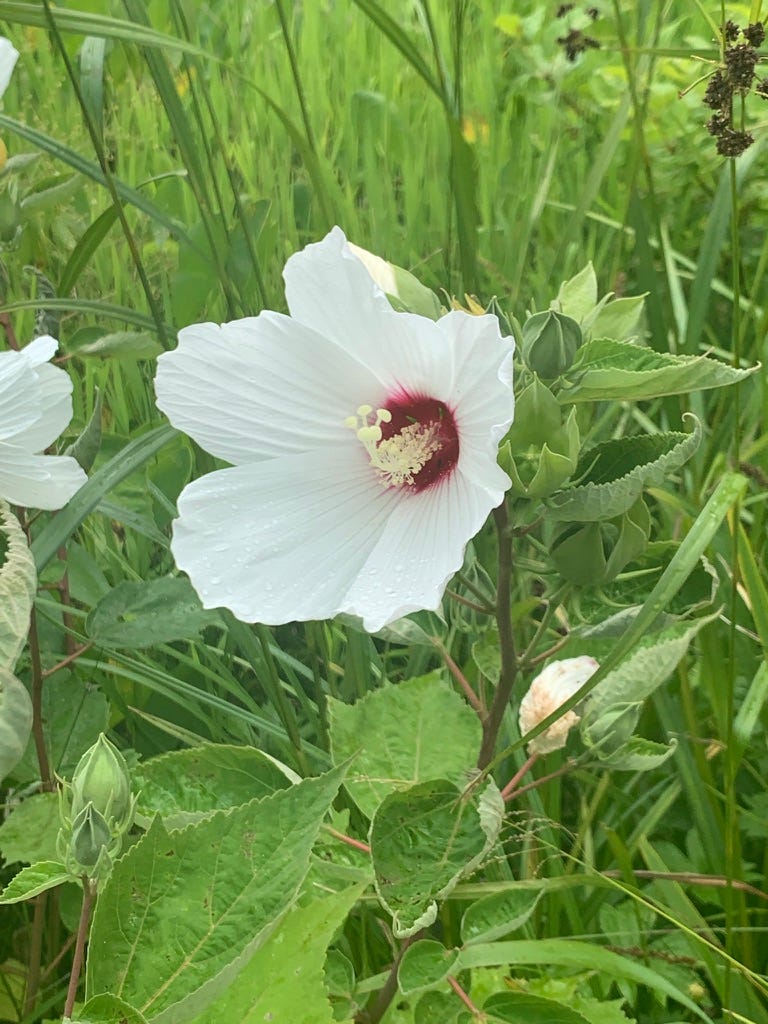 Rosemallow flowers - large blooms of white with blood-red centers