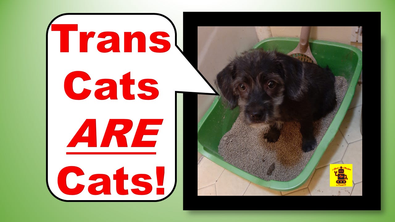 Trans Cats ARE Cats: why Trans Cats should be able to use the Cats’ Bathroom (a.k.a., Litterbox) and why you are a BIGOT who should be CANCELED if you disagree! Picture of trans cat using a litterbox.