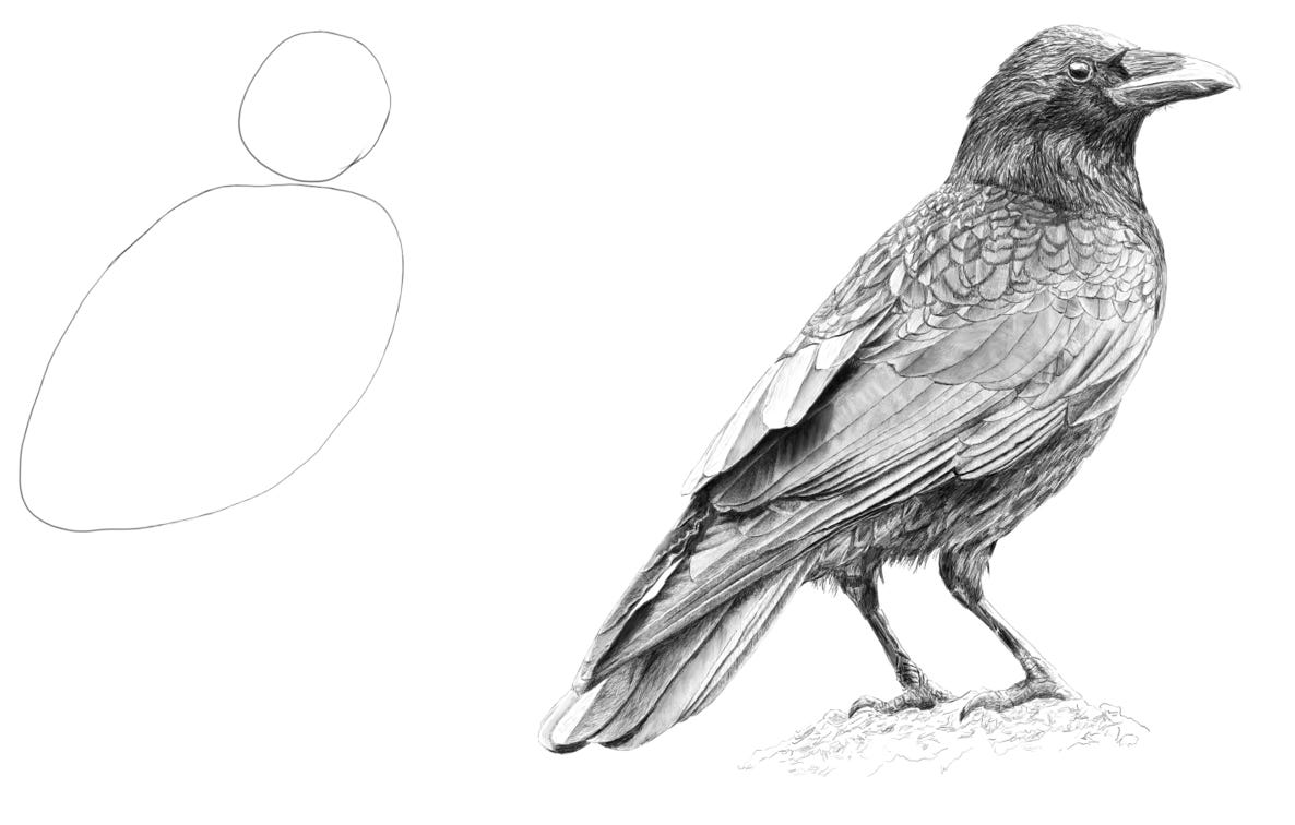 A variation on the 'how to draw an owl' meme. On the left is a sketch containing two rough circles, on the right is a very detailed pencil drawing of a raven with intricate shading and texture.