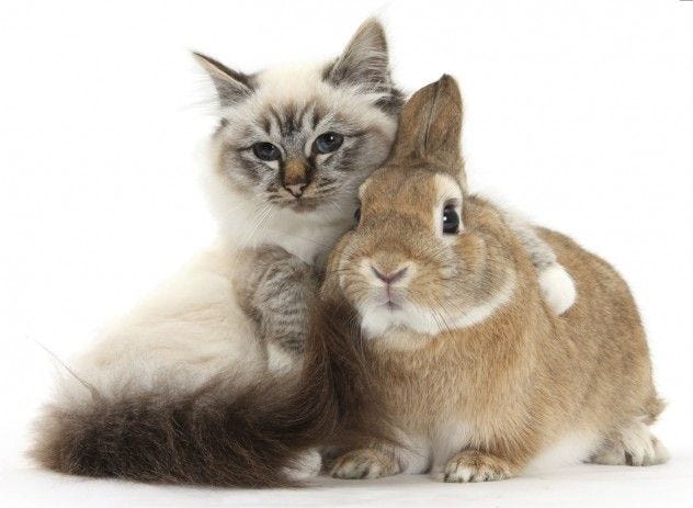 Can I Give My Rabbit Cat Food? - Rabbits Life