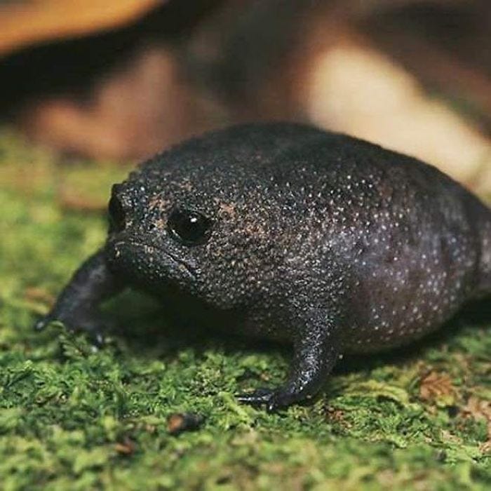 Meet African Rain Frogs That Look Like Angry Avocados ...