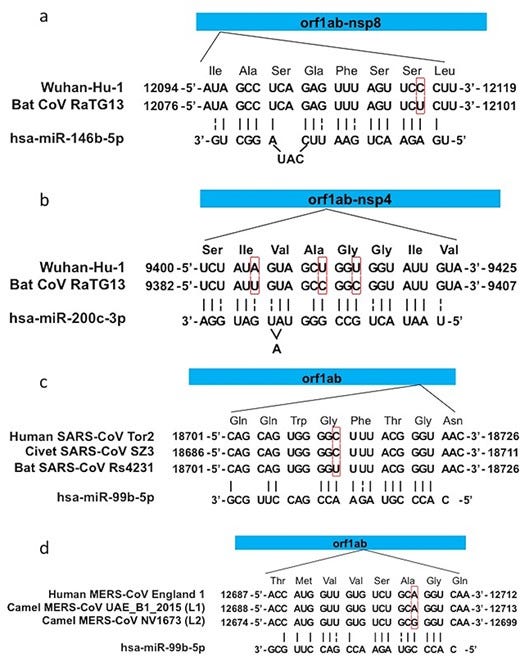 Examples of mutations that lead to the loss of RNAi-sensitive target sites. Target site for miR-146b-5p (Site 1) (a) and miR-200c-3p (Site 2) (b) in SARS-CoV-2, and sites targeted by miR-99b-5p in SARS-CoV (c) and MERS-CoV (d). The top bar indicates the position of target sites in the orf1ab gene, the three middle rows are the sequences of the target sites in the genome of corresponding strain which are aligned to their open-reading-frame with amino acid sequence labeled above, and the bottom row is the sequence of the miRNA matching the target. Strain names are labeled at the left, and red boxes highlight the mutated nucleotides. Vertical lines above miRNA sequences indicate the matching nucleotide pairs in the miRNAs::target duplexes, and dash lines indicate G–U pairs.