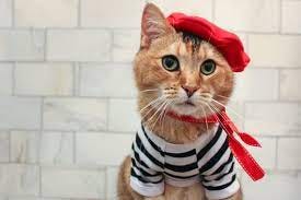 Completa Francese Gatto Outfit Cat Berretto Ascot e Camicia | Etsy