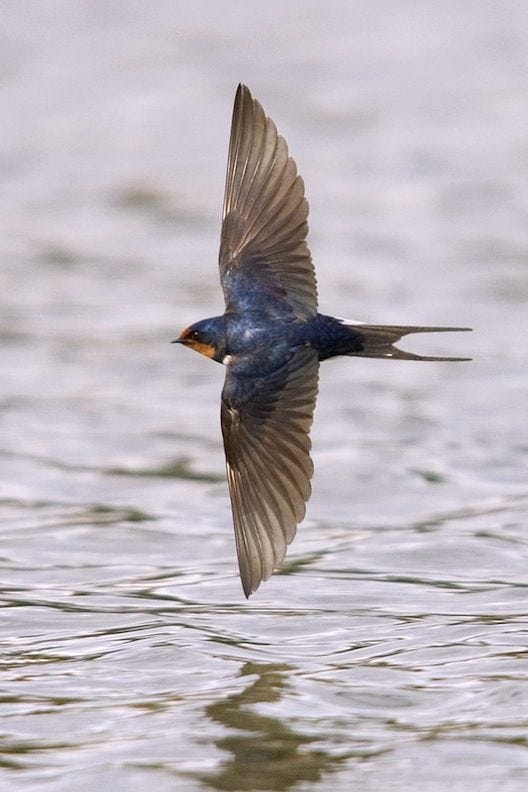 SYMBOLISM. Swallow | Barn swallow, Bird, Pet birds
