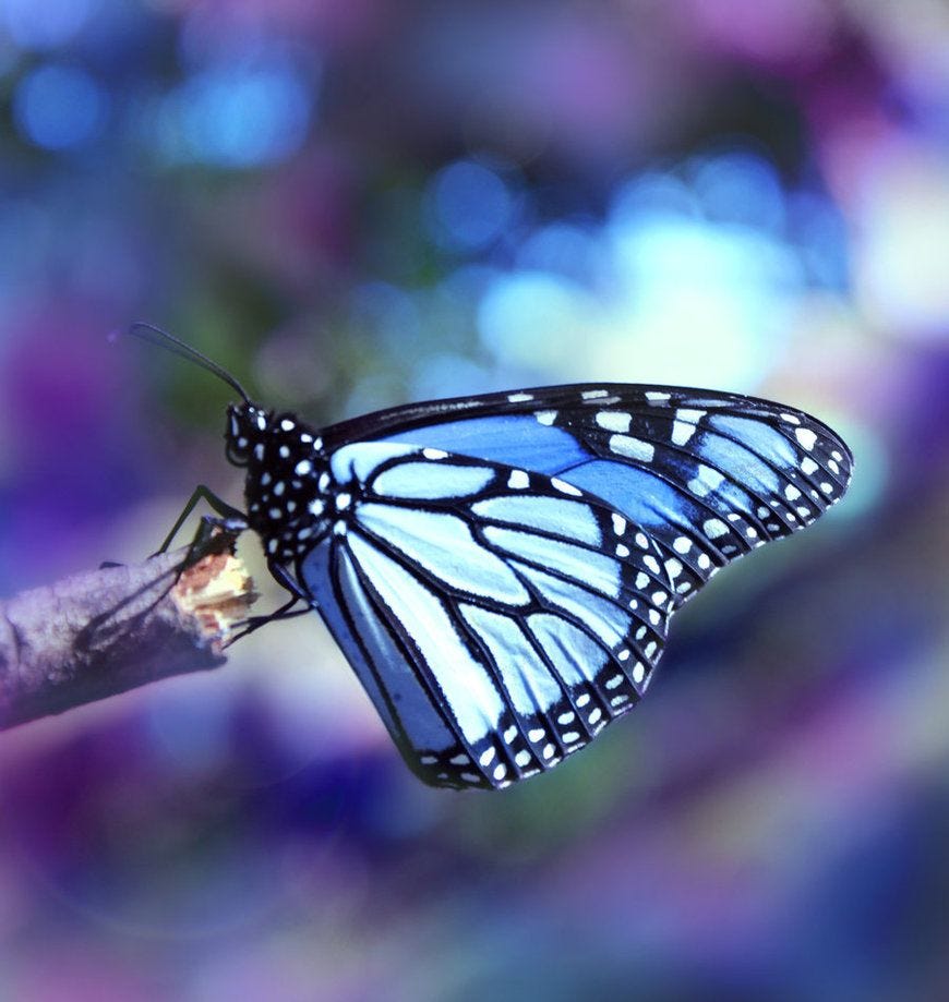Blue butterfly on beauty is everywhere | Blue butterfly, Beautiful  butterflies, Beautiful