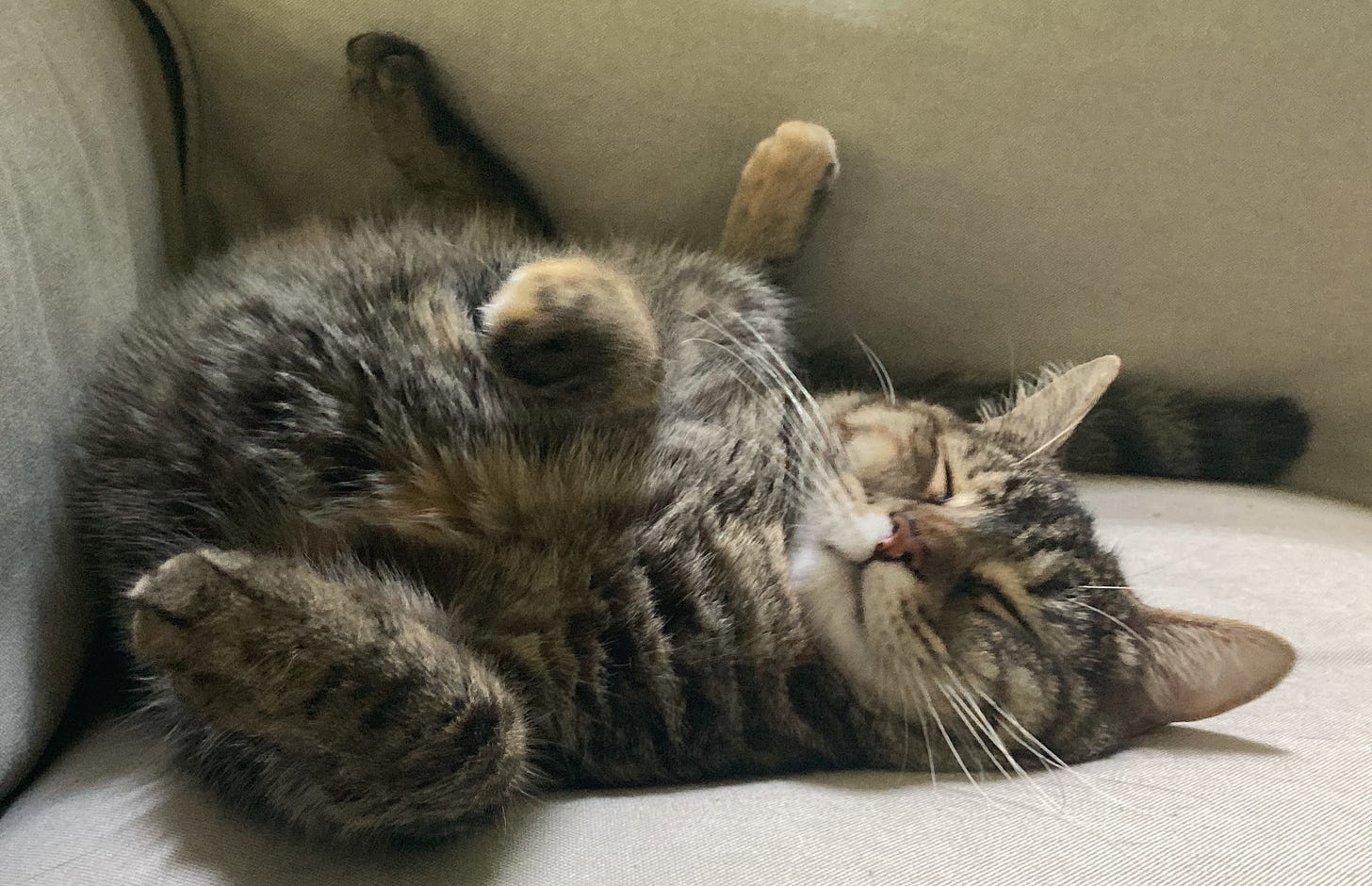 a tabby cat lies on a canvas couch, with front paws pointing forward and hind paws straight up in the air. her eyes are squeezed tight.