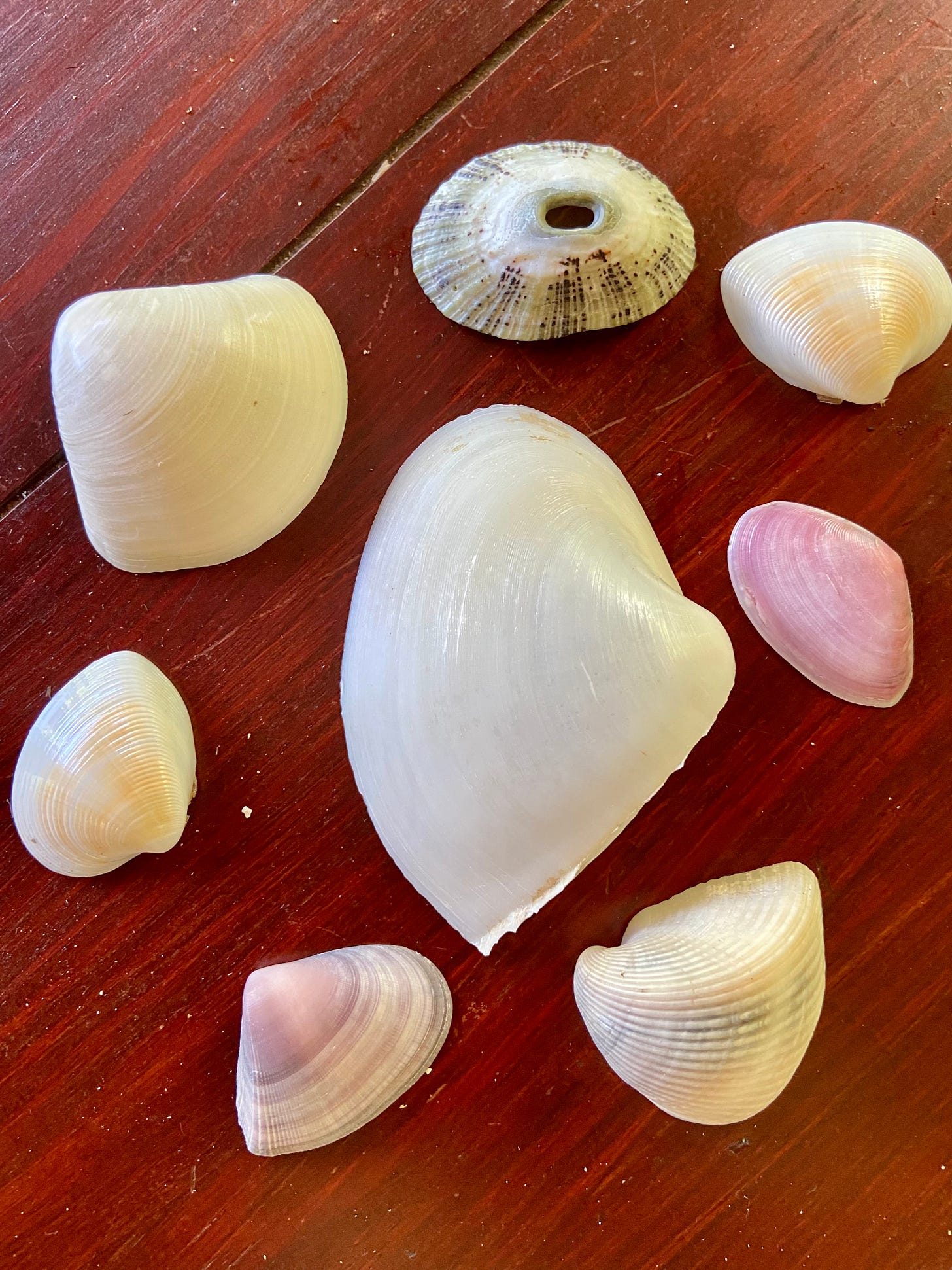 sea shells laid out on table