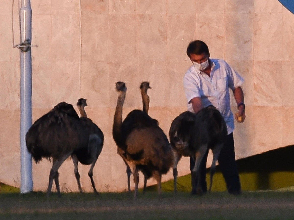 Jair Bolsonaro bitten by giant bird at his palace during coronavirus  quarantine | The Independent | The Independent