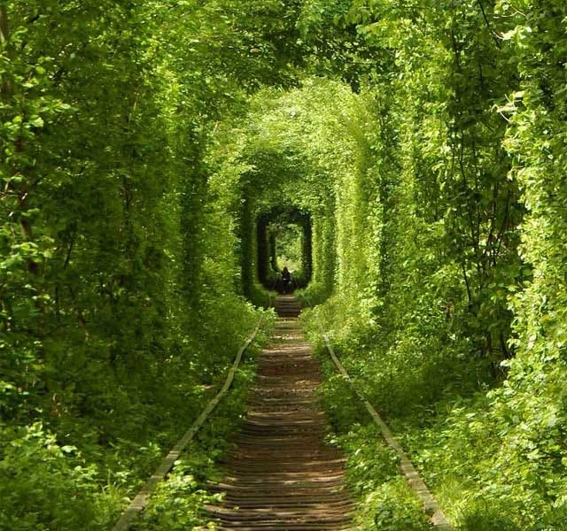 15 Astonishing Tree Tunnels You Should Visit - Touristlink Blog