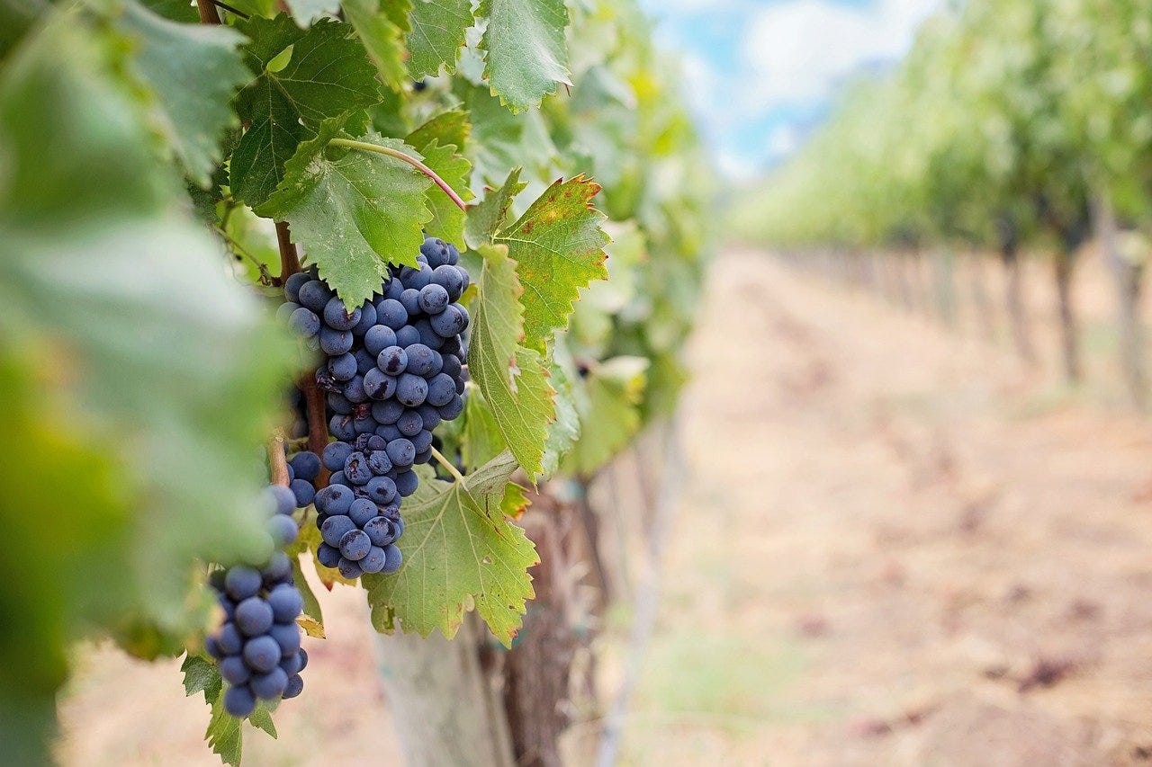grapes in vineyard grapes in vineyard