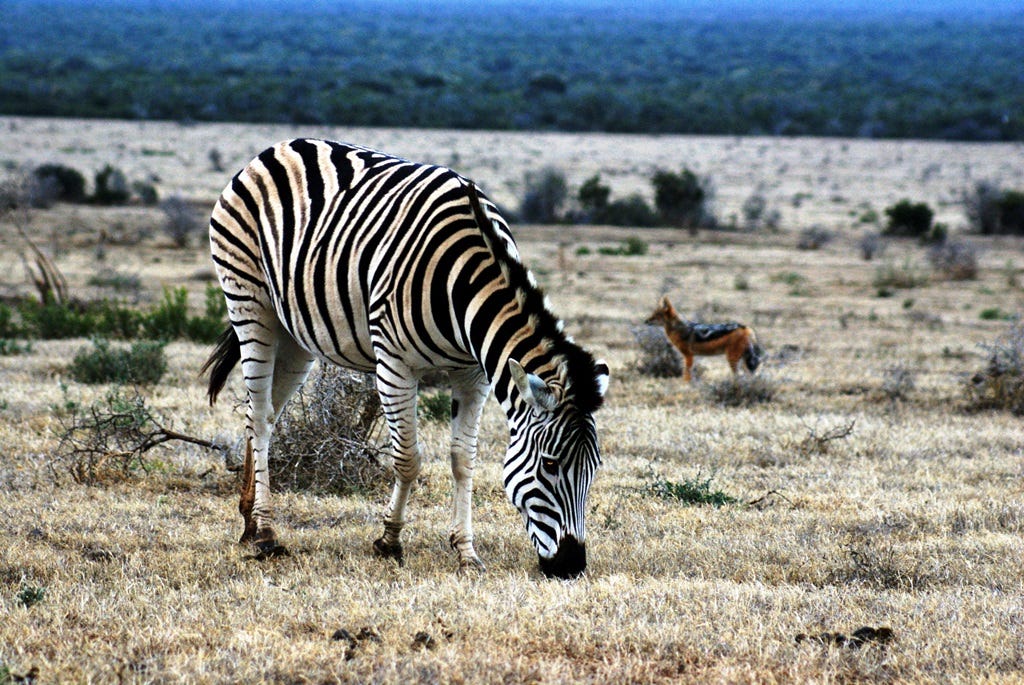 zebra and jackal