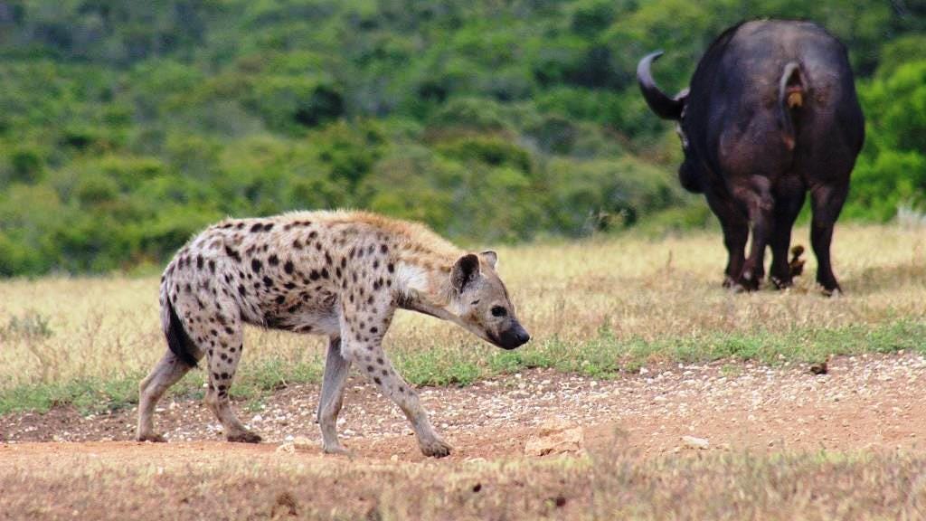 Hyena and buffalo