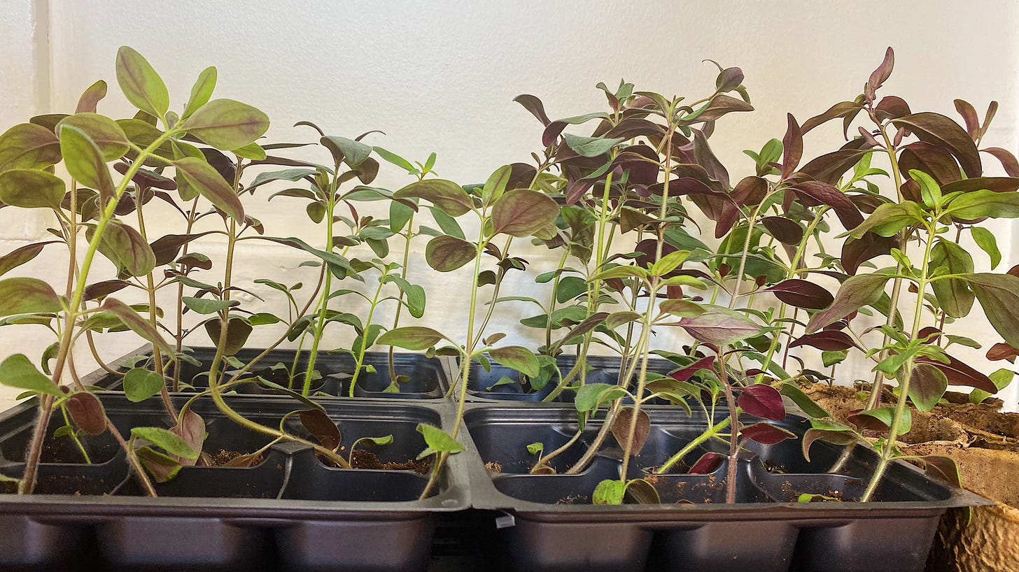 snapdragon seedlings