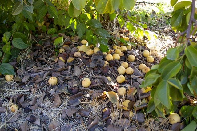 fallen pears beneath the tree