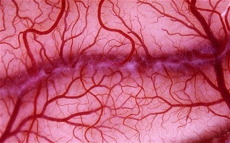 Human blood vessels grown in the laboratory