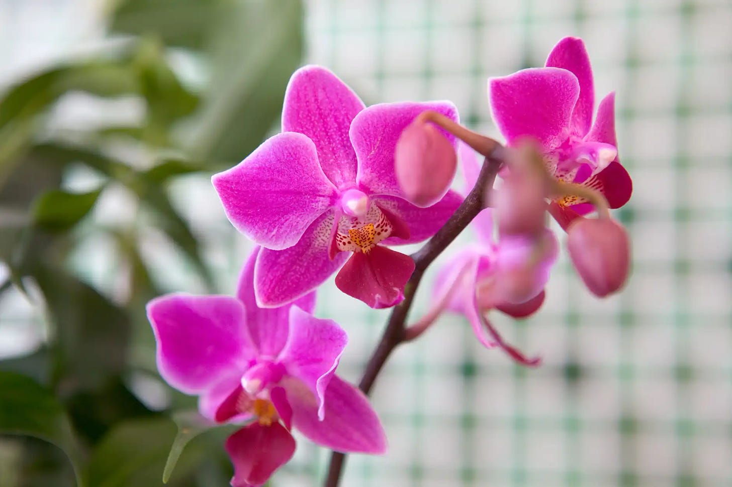 A photo of a pink orchid flower 