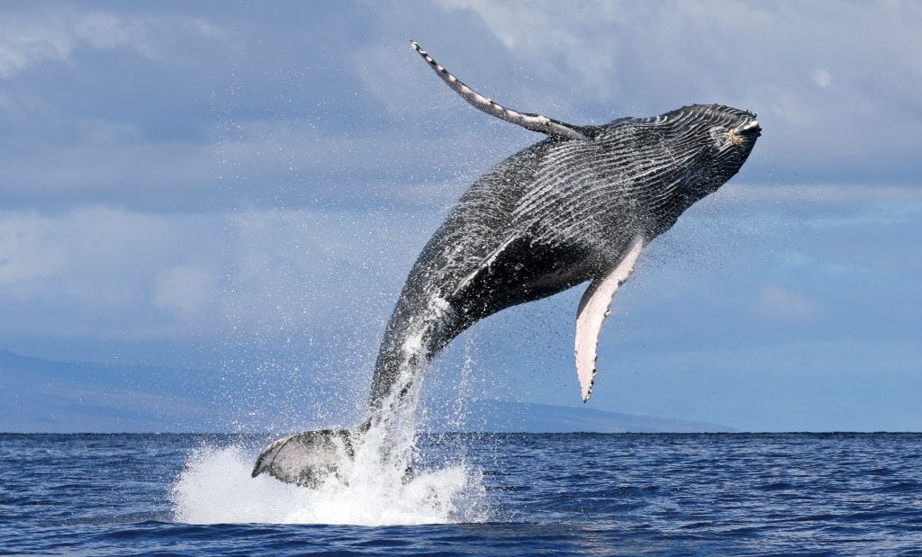 What's happening at the 16th annual Whale Tales event on Maui? | Maui Now