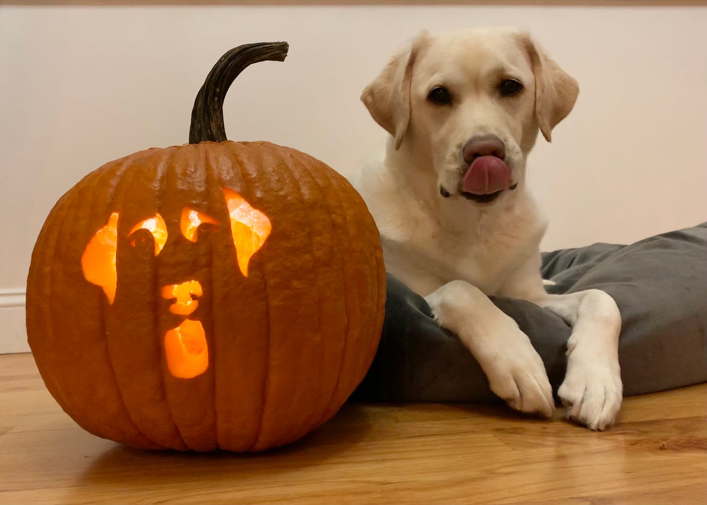 A yellow Labrador retriever with her tongue out lays on a gray dog bed on a hardwood floor. She's next to a pumpkin carved to look like a dog face. 