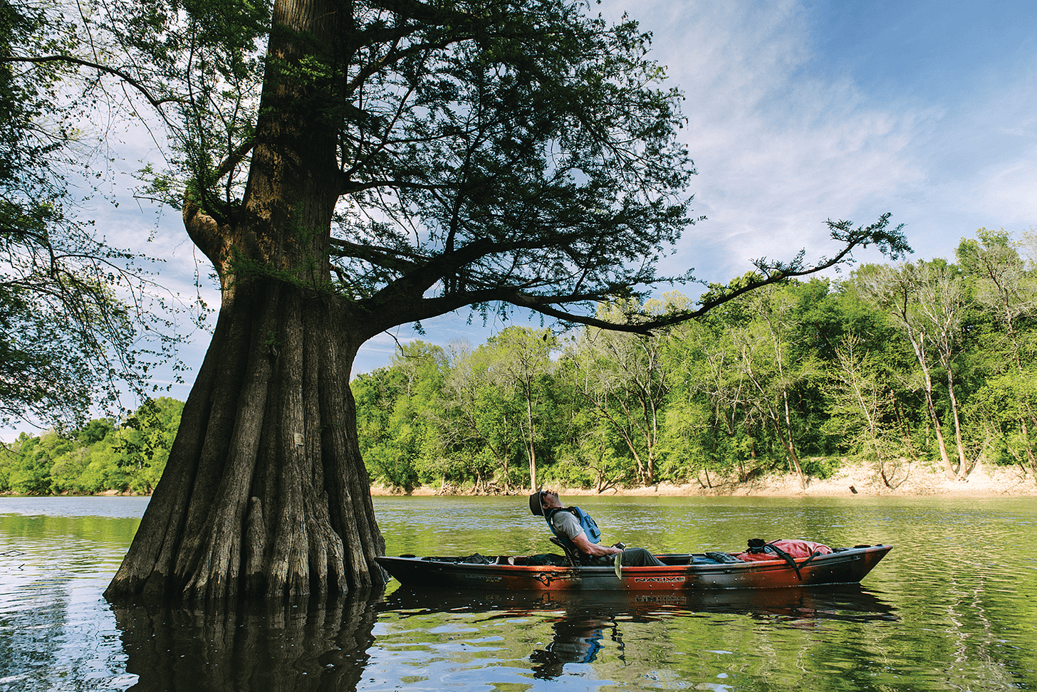 Jeremy Markovich paddling the Cape Fear River, Looking at a cypress tree