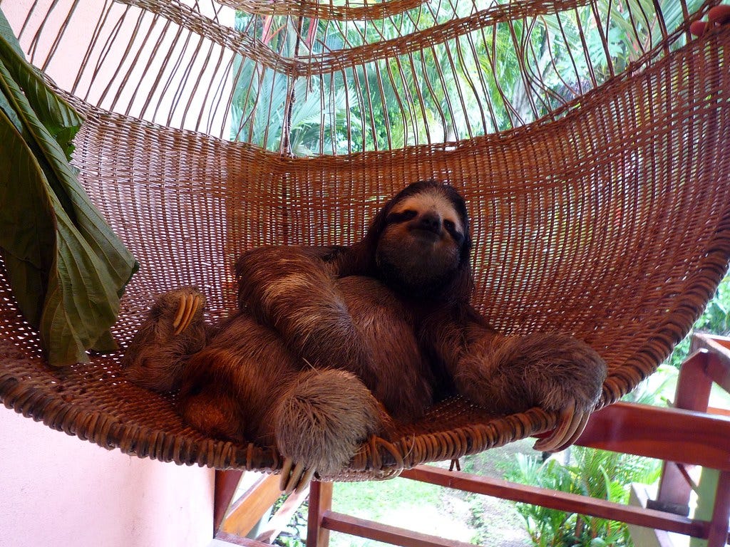 Buttercup the Sloth #1 | Buttercup the sloth lounging around… | Flickr