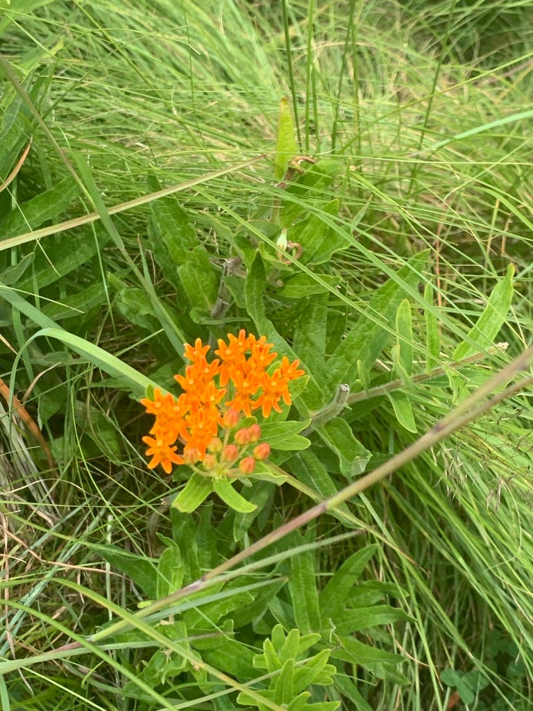 Tiny bright orange flowers close to the ground.