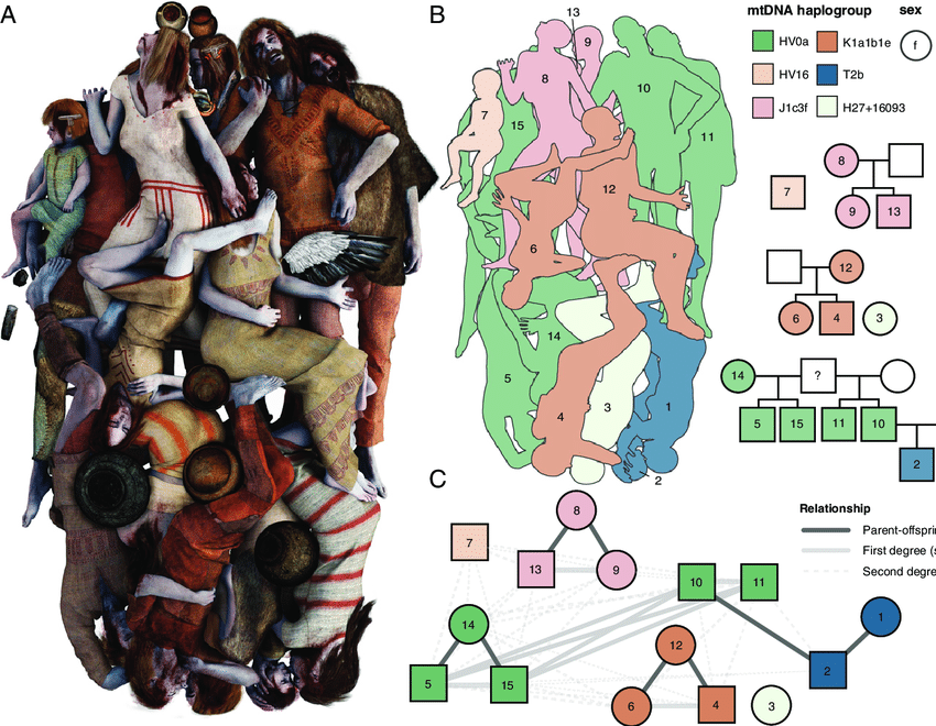 Kinship. (A) Artistic reconstruction of the Koszyce mass burial based partly on phenotypic traits inferred from the ancient genomes (reconstruction by Michał Podsiadło); (B) Schematic representation of the burial and pedigree plots showing kinship relations between the Koszyce individuals inferred from genetic data. (C) kinship network based on kinship coefficients inferred from IBS scores for pairs of Koszyce individuals showing first-and second-degree relationships. Kinship coefficients and R scores are reported in Dataset S7 and plotted in SI Appendix, Fig. S9.