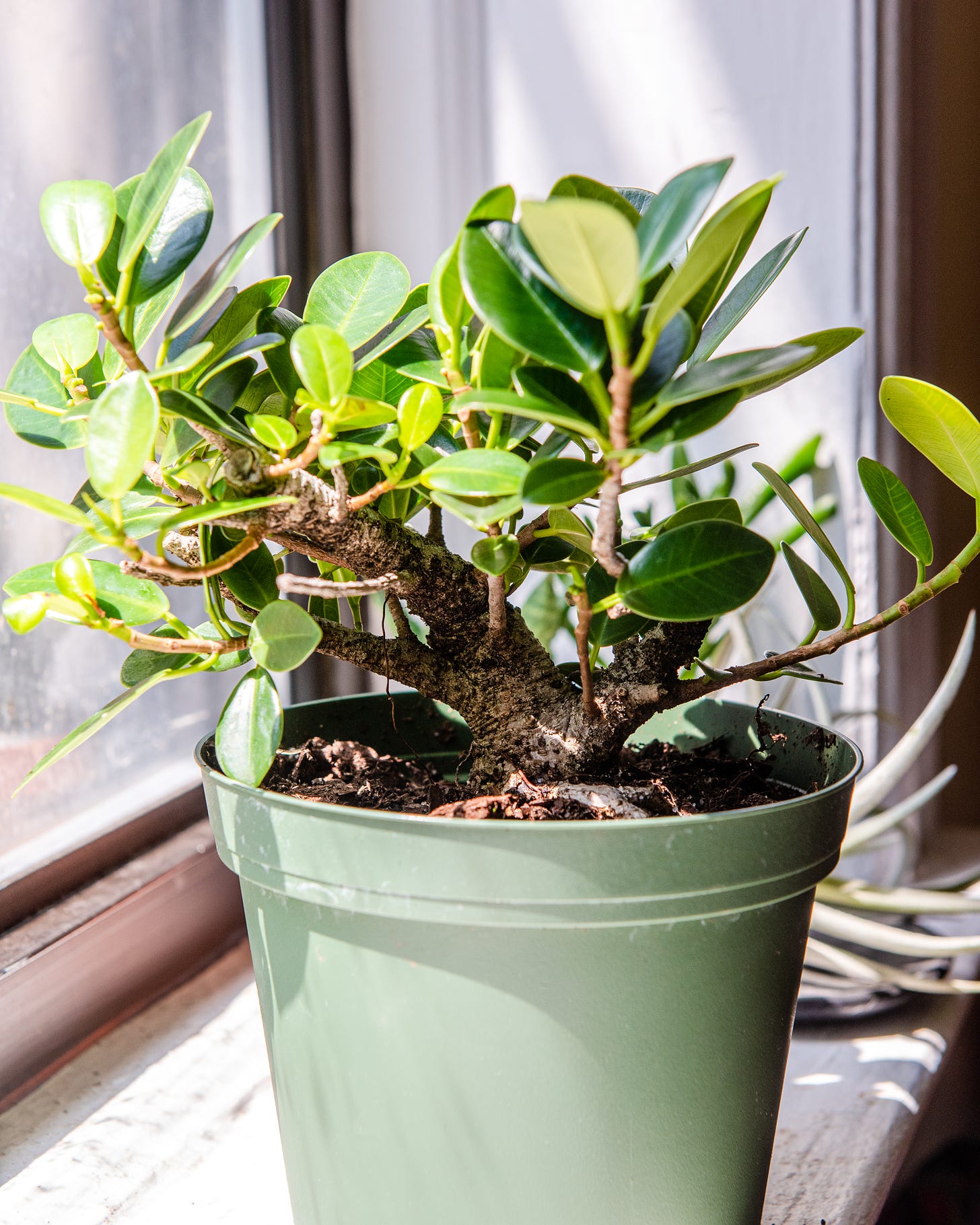 Image description: Ficus microcarpa pre bonsai on my windowsill. End image description.