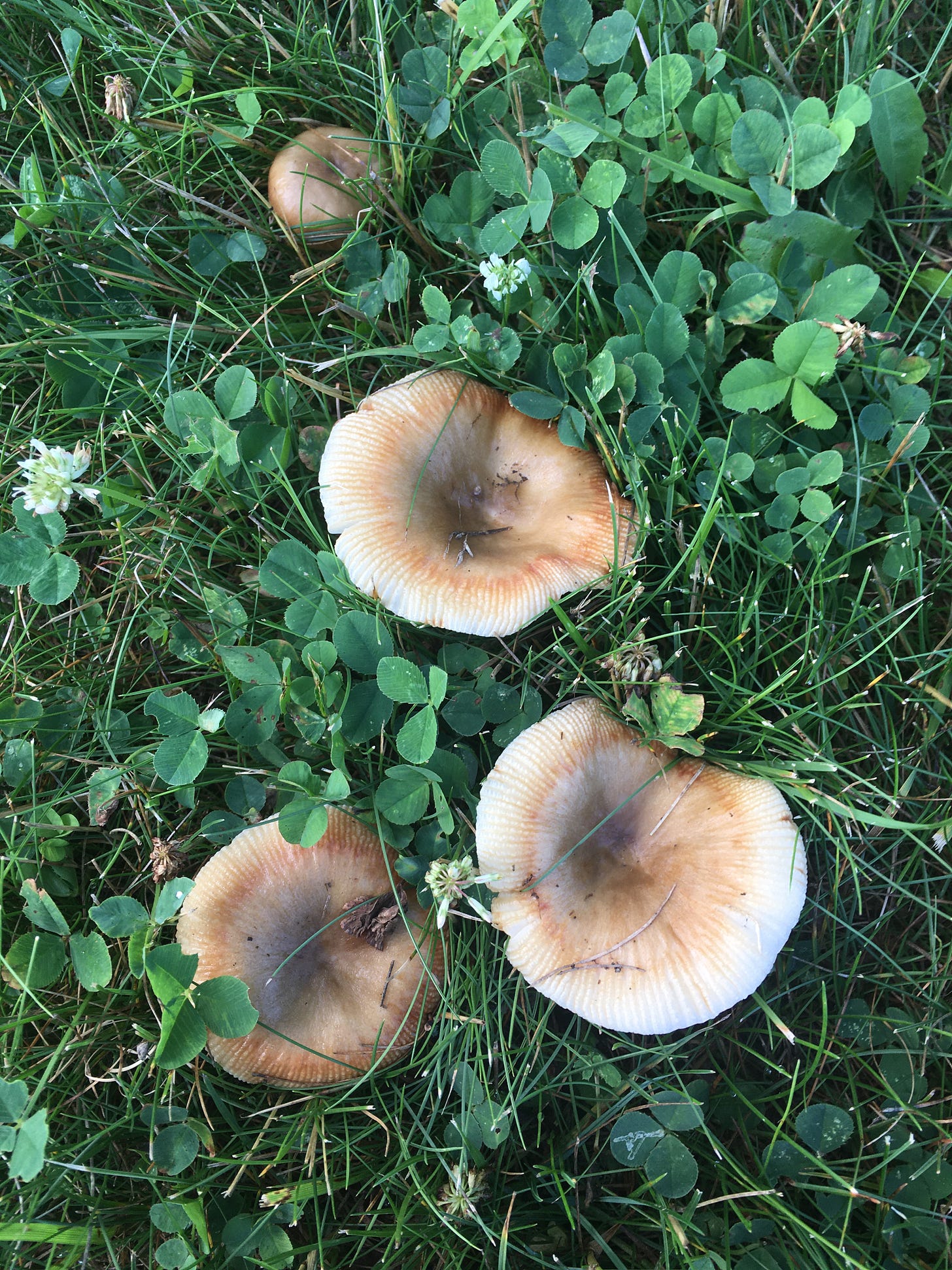 A view of 3 large white/grown mushrooms shaped like bowls from above, there is a fourth mushroom off to the top right side, and they are growing within green grass and clover.