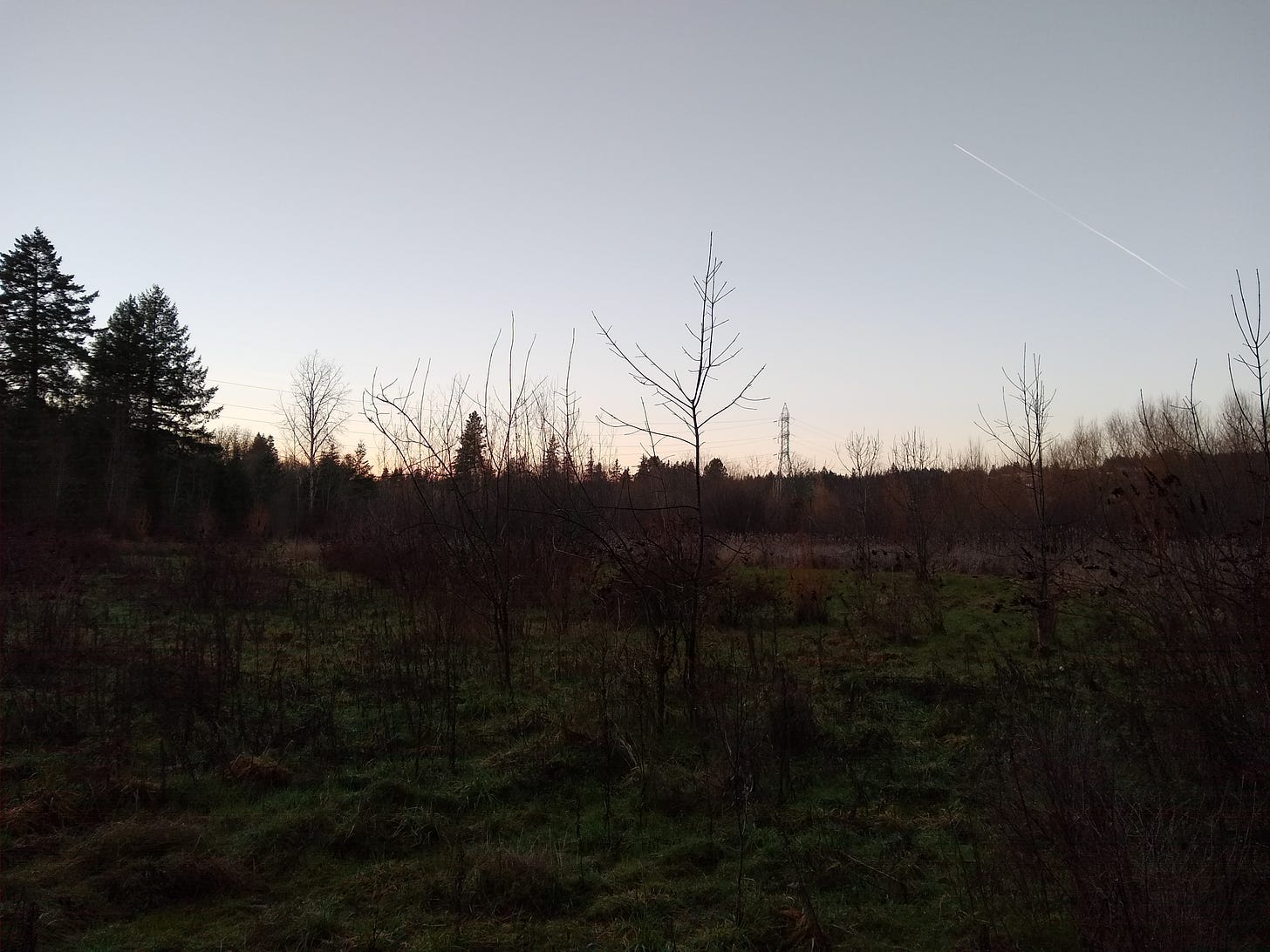 A field, trees, and the sunset