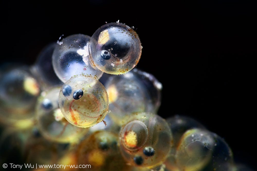 Fat greenling eggs about to hatch