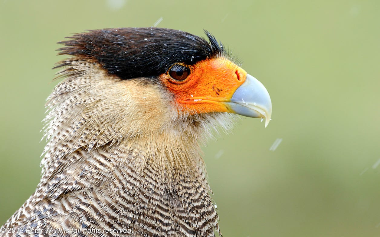 Caracara Southern Crested (Caracara plancus) adult head - Argentina - World  Bird Photos