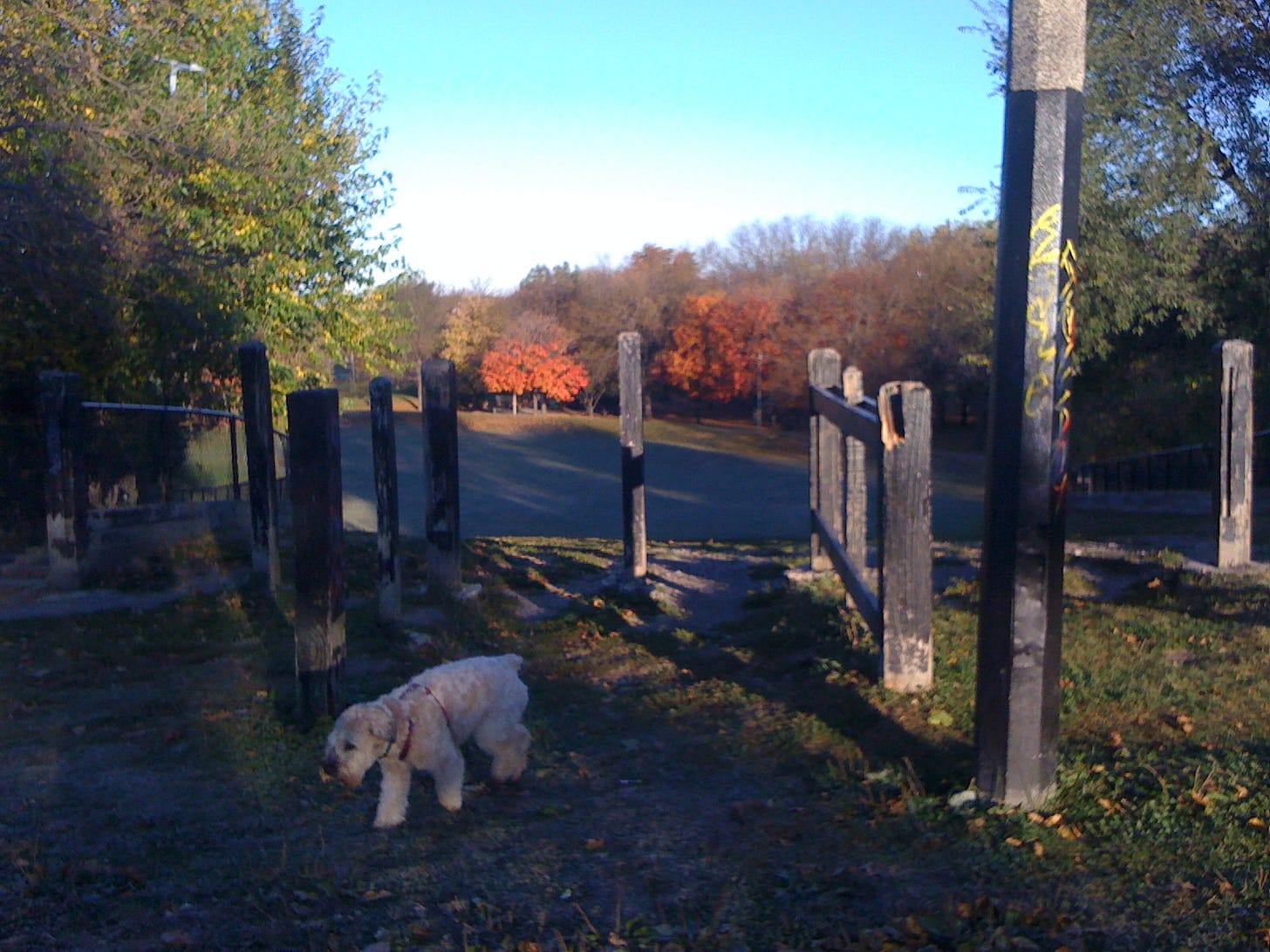 A soft-coated wheaten terrier walks between wooden starting gates at the top of a sledding hill in a wide park, with autumn-colored trees in the far background.