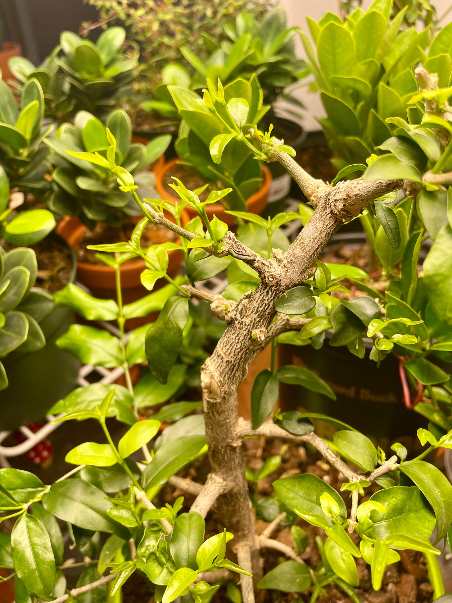 ID: Photo of water jasmine tree showing new bud growth.