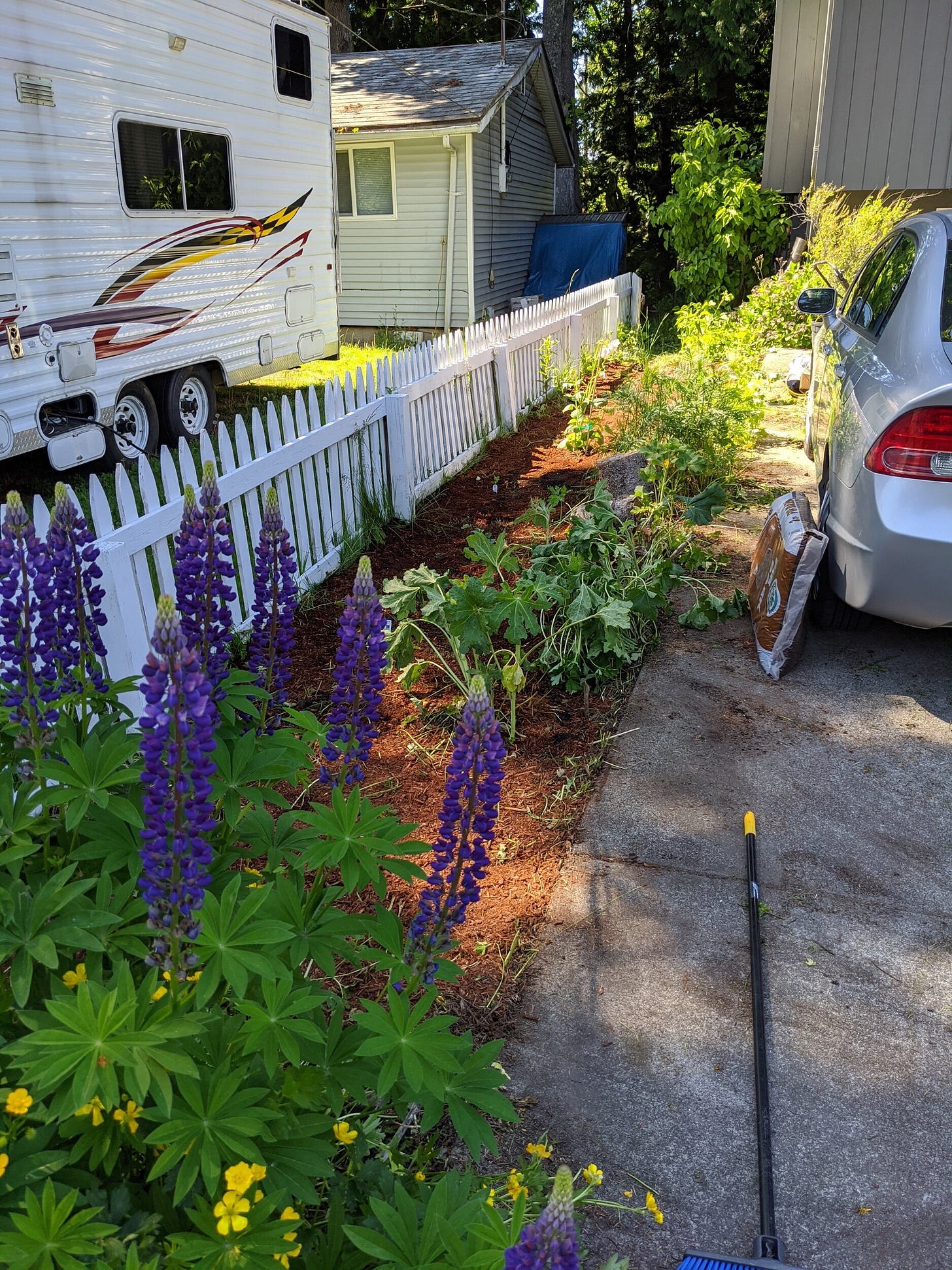 The new bed! Cardboard, mulch and a beautiful Lupine crowded by butter cup flowers.