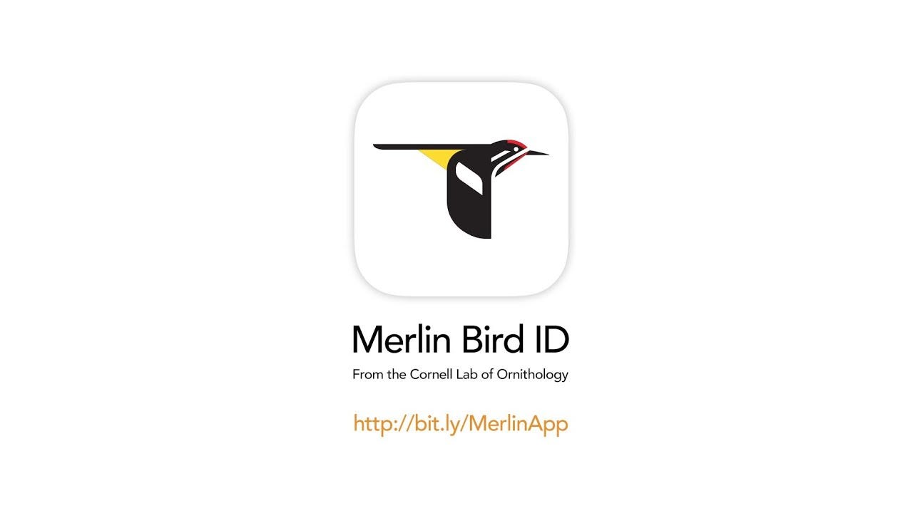 Merlin Bird ID - Solve your birding mystery - CornellCast