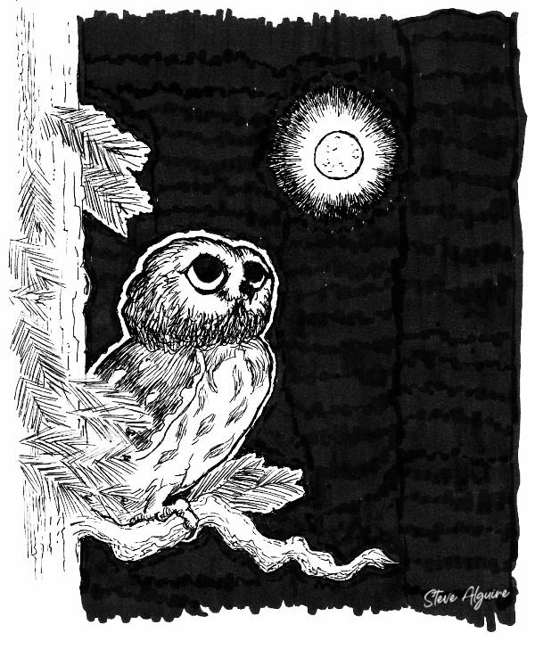 Black-and-white ink drawing of a saw-whet owl on a conifer branch looking up at the moon.