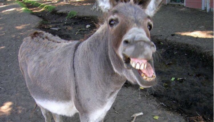 Deji Faremi on Twitter: &amp;quot;This donkey head meme has to stop.&amp;quot; / Twitter