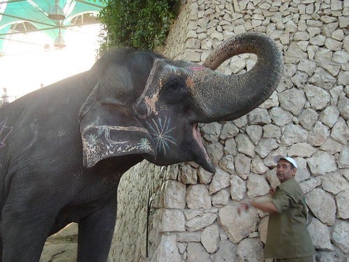 Kamala the Elephant