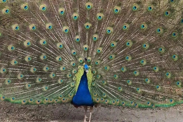 Popeye the peacock was killed and now his New Jersey town is trying to  recover
