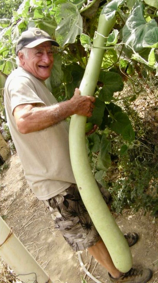 A smiling old Italian man holding an enormous, phallic, pale green squash in a mass of vines in a garden.