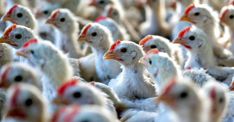 oregon farmers lawsuit chicken producer feature