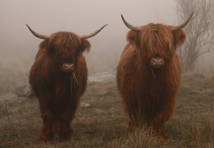 Vaches de race Highland dans le Cantal