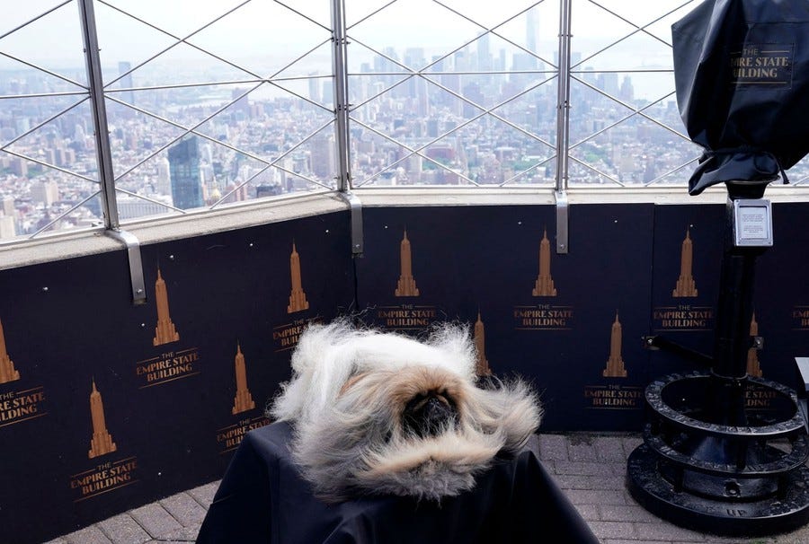 A windswept Wasabi the Pekingese poses atop the Empire State Building.