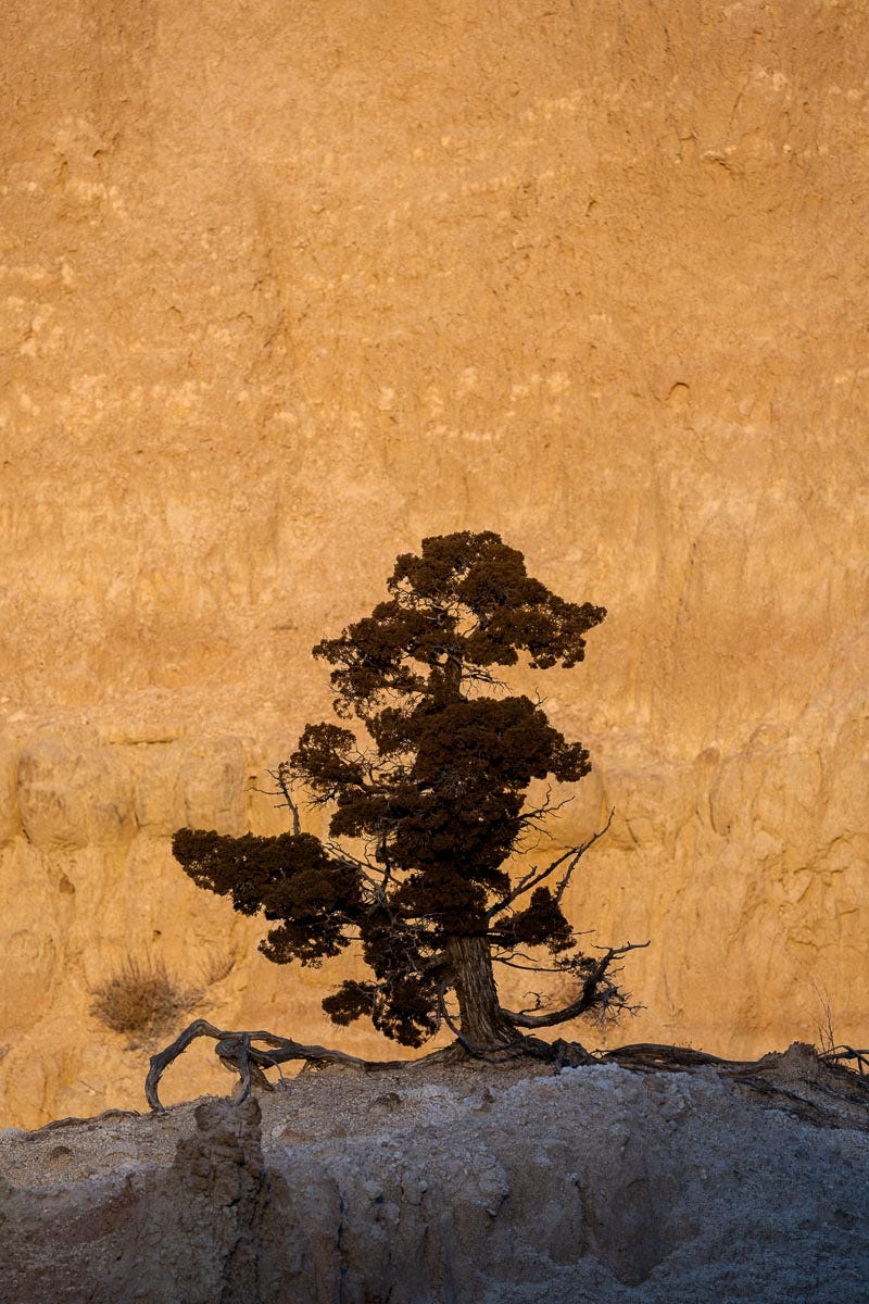 A photo of a white cedar tree against a golden badlands formation.